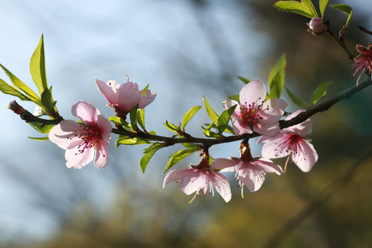 桃花