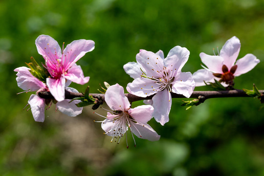 桃花