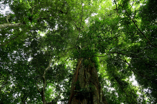 热带雨林原始森林