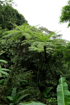 热带雨林原始森林