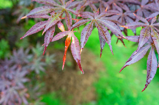 春天植物叶子水珠