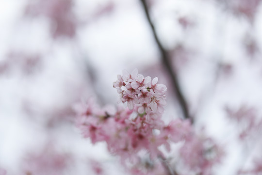 樱花