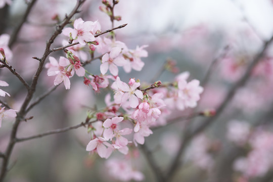 樱花