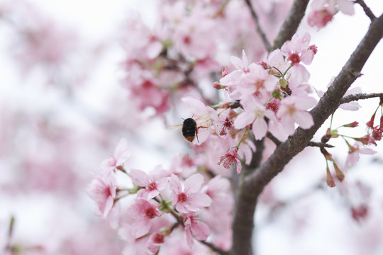 樱花