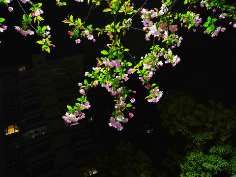 垂丝海棠