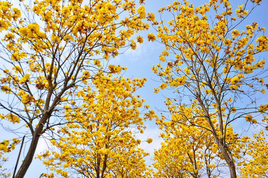 黄花风铃木