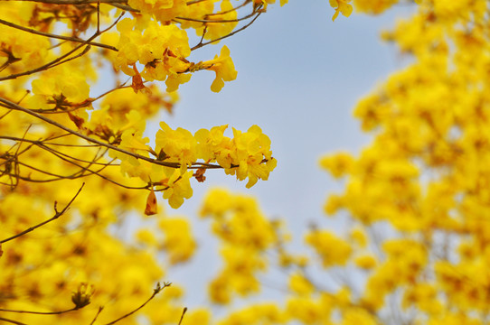 黄花风铃木