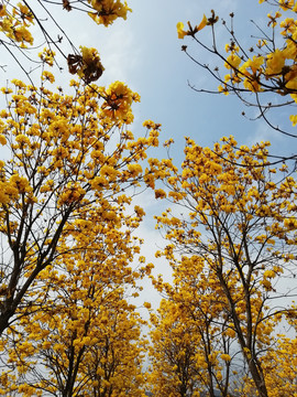 黄花风铃木