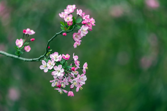 柔蔓迎风海棠花