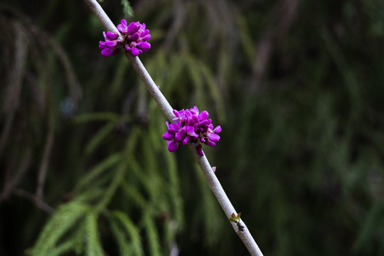 紫荆花