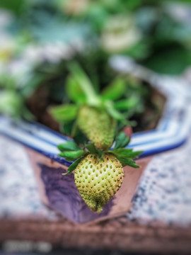 草莓盆景