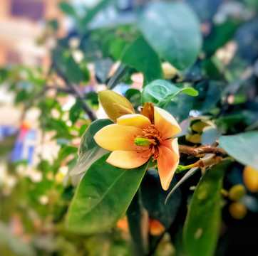 含笑花