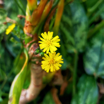 黄鹌菜