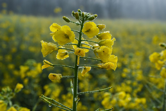 油菜花油菜籽