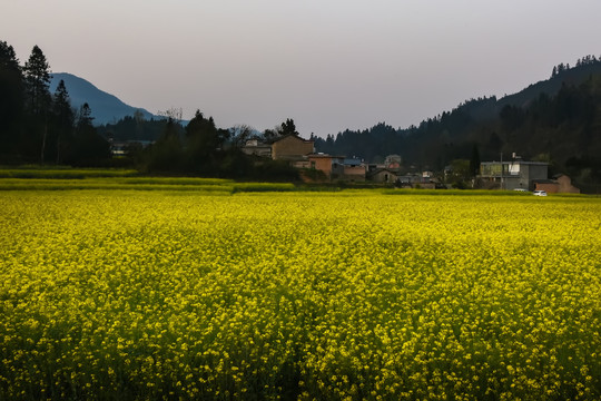 油菜花油菜籽