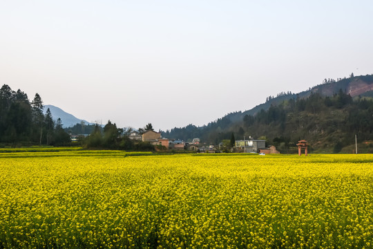 油菜花油菜籽