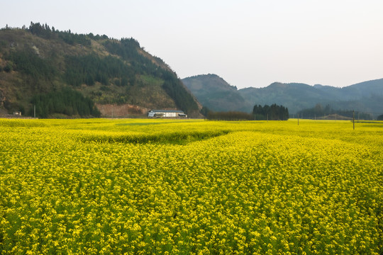 油菜花油菜籽