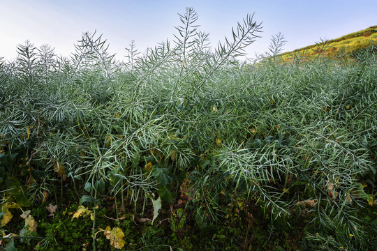 油菜花油菜籽