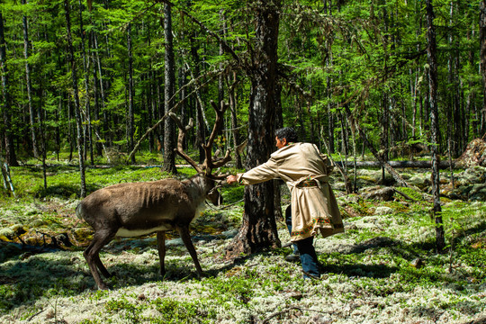 原始森林鄂温克男人与驯鹿
