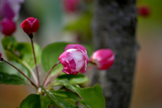 花蕾