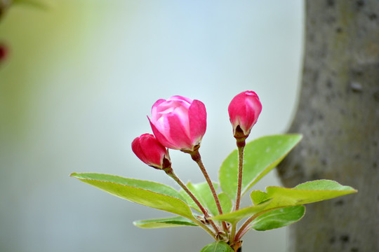 花蕾