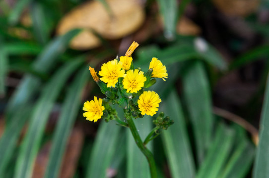 野菊花