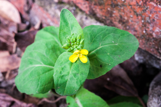 油菜花