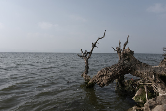 湖边枯柳