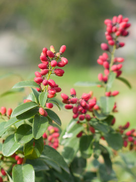 鼠李科植物多花勾儿茶果实