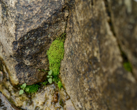 苔藓