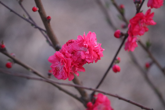 红色桃花