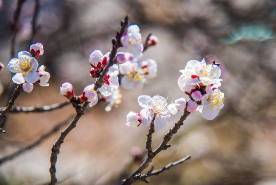 春分时节杏花烂漫