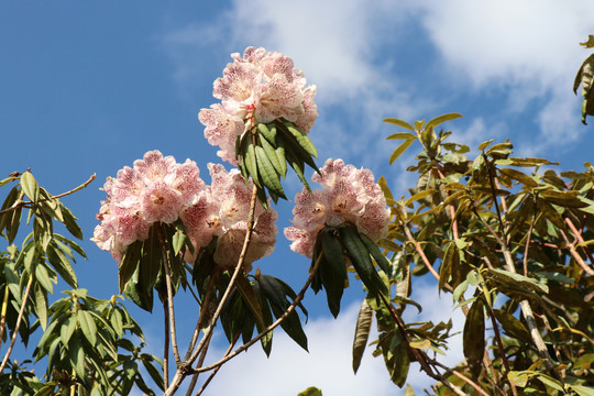 云南野生杜鹃花