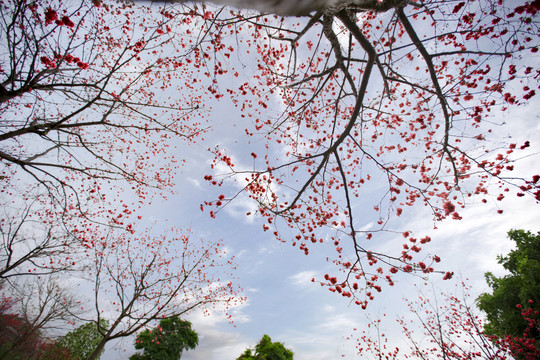 华农樱花季