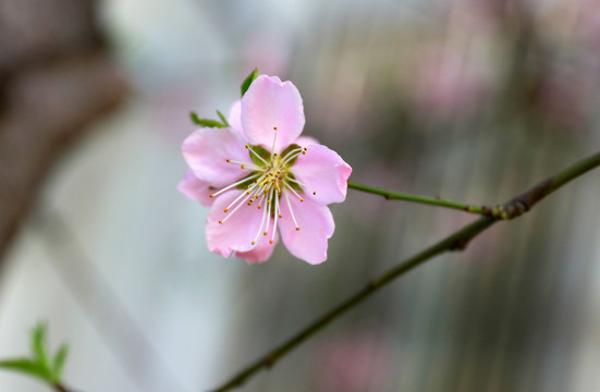 绽放的桃花