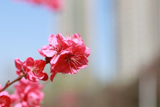 碧桃花素材