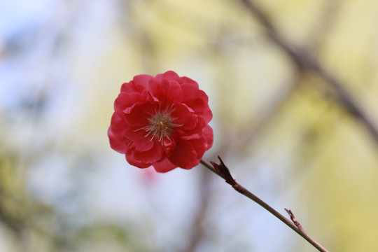 紫叶碧桃花