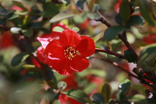 日本木瓜花