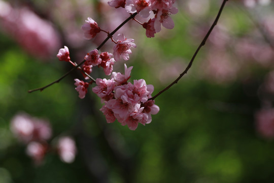 樱花素材