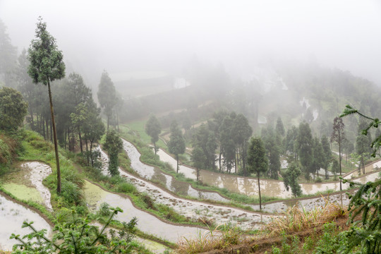 雾里的茗岙梯田