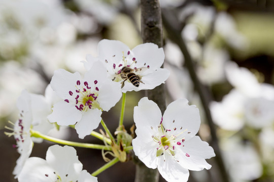 蜜蜂采蜜