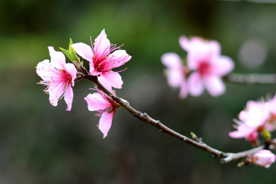 桃花