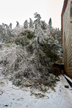 松树积雪