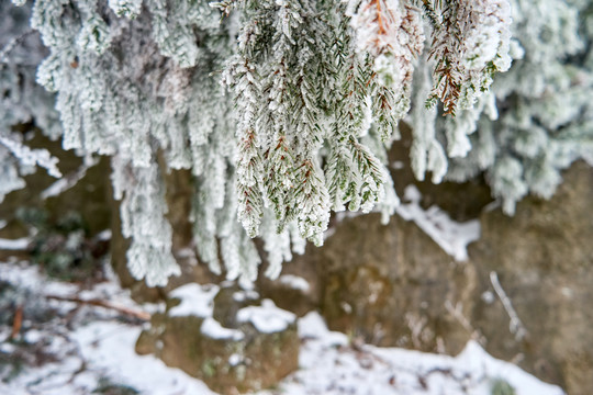 雪松冰挂