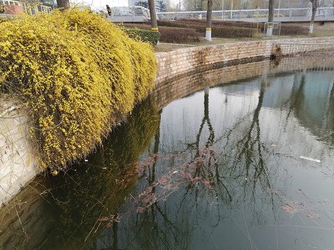 迎春花景观