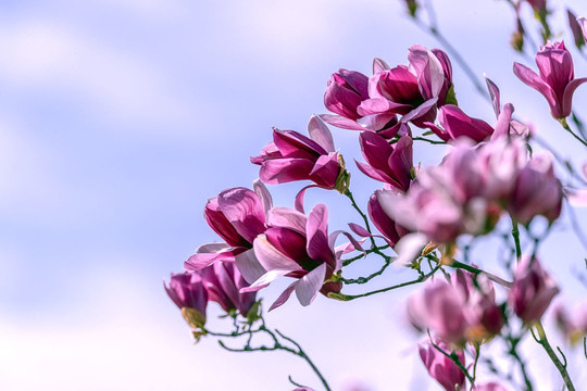 玉兰花开