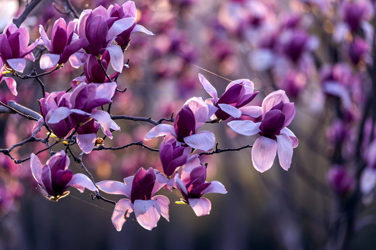 玉兰花