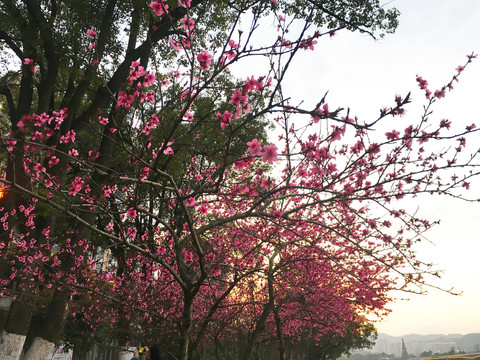 桃花