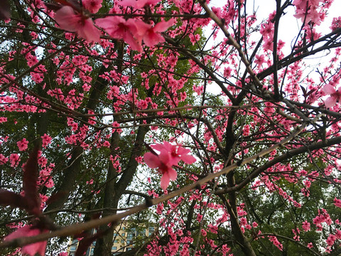 桃花