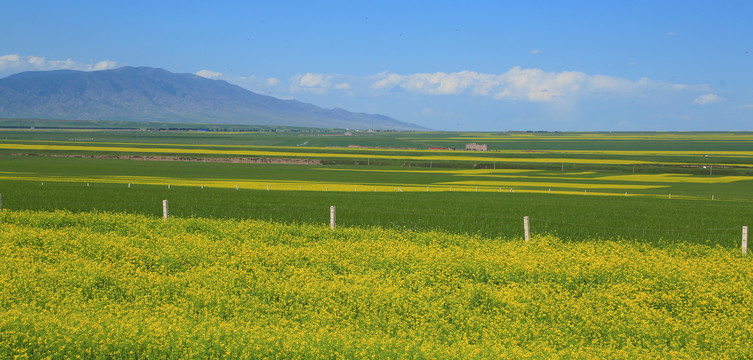 油菜花海